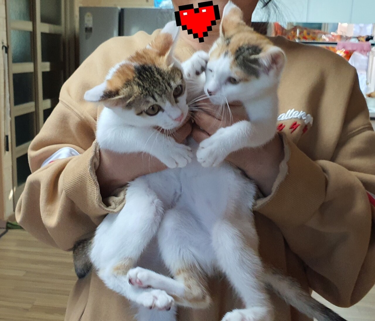 그거 아세요? 고양이는 예쁘지만... < 에세이 < 라이프 < 기사본문 - 프리진경제