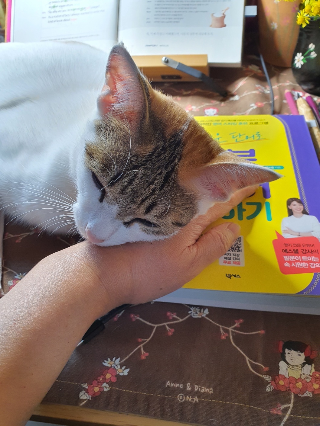 그거 아세요? 고양이는 예쁘지만... < 에세이 < 라이프 < 기사본문 - 프리진경제