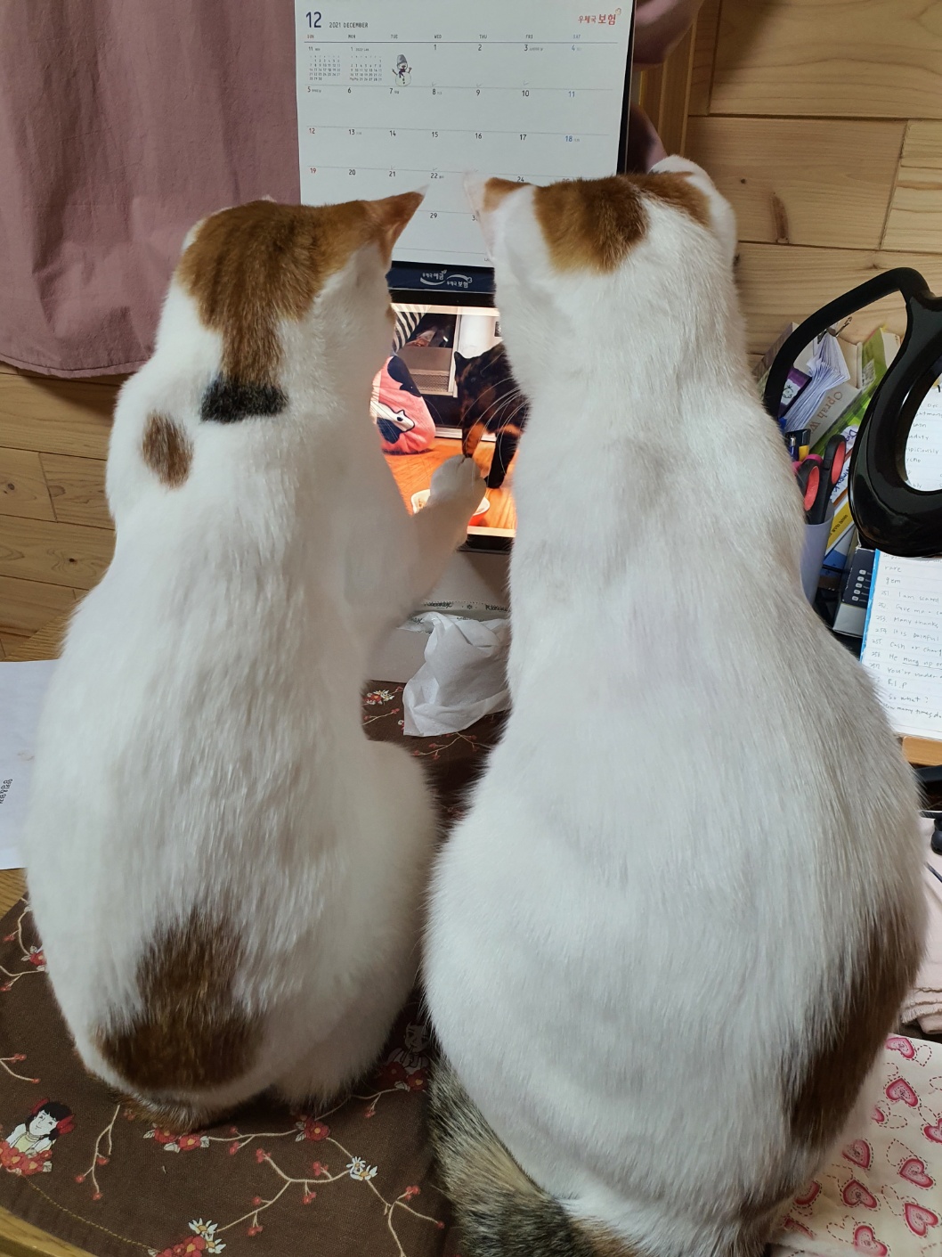 그거 아세요? 고양이는 예쁘지만... < 에세이 < 라이프 < 기사본문 - 프리진경제