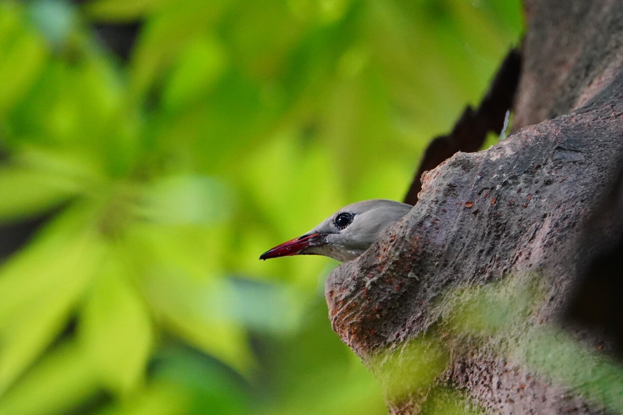 [포토] 붉은부리찌르레기(Red-billed Starling)