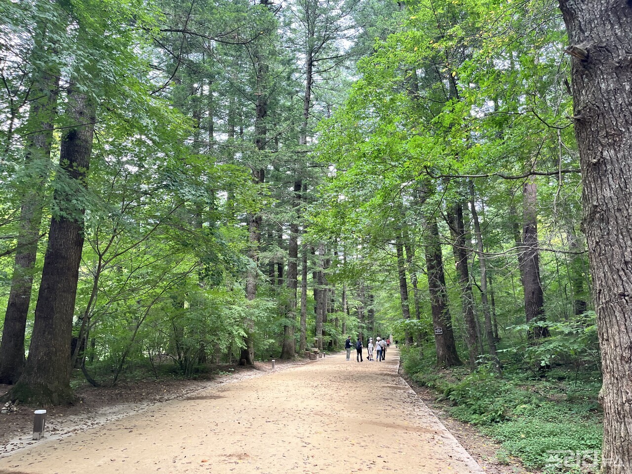 숲길이 건네는 쉼표, 평창 오대산 전나무숲길 < 에세이 < 라이프 < 기사본문 - 프리진경제
